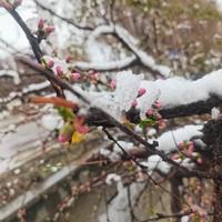 八首诗词中的春雪,料故园、不卷重帘,误了乍来双燕