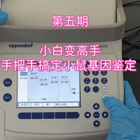 第五期 小白变高手：手把手搞定小鼠基因鉴定