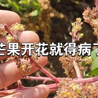 白粉病，芒果花开就感染了