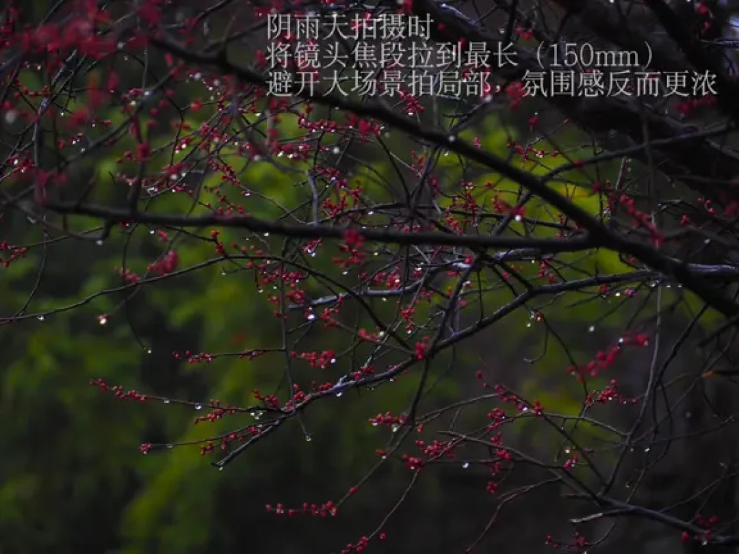 🤔奥林巴斯40-150镜头到底值不值得入手❓