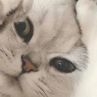 2026年选性价比高的猫粮 别只看品牌不看需求