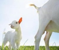 2026含OPO的奶粉哪个牌子好？新手爸妈选奶粉看这篇就够了