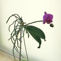 北京大姐架养蝴蝶兰，空气养法太绝了