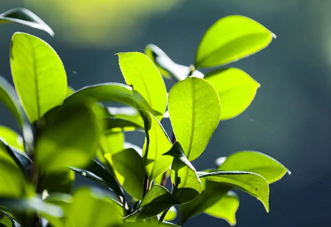 株洲神农公园  手机VS相机  到底谁更胜一筹？