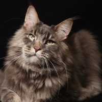 木薯猫砂哪个品牌好？2026 热门木薯猫砂推荐