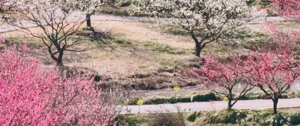 从江南梅林到秋日地肤，花开海上绘就四季花海长卷