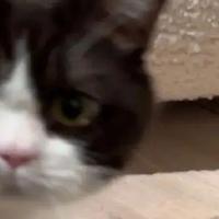 2026年性价比高的猫粮选购测评及推荐指南