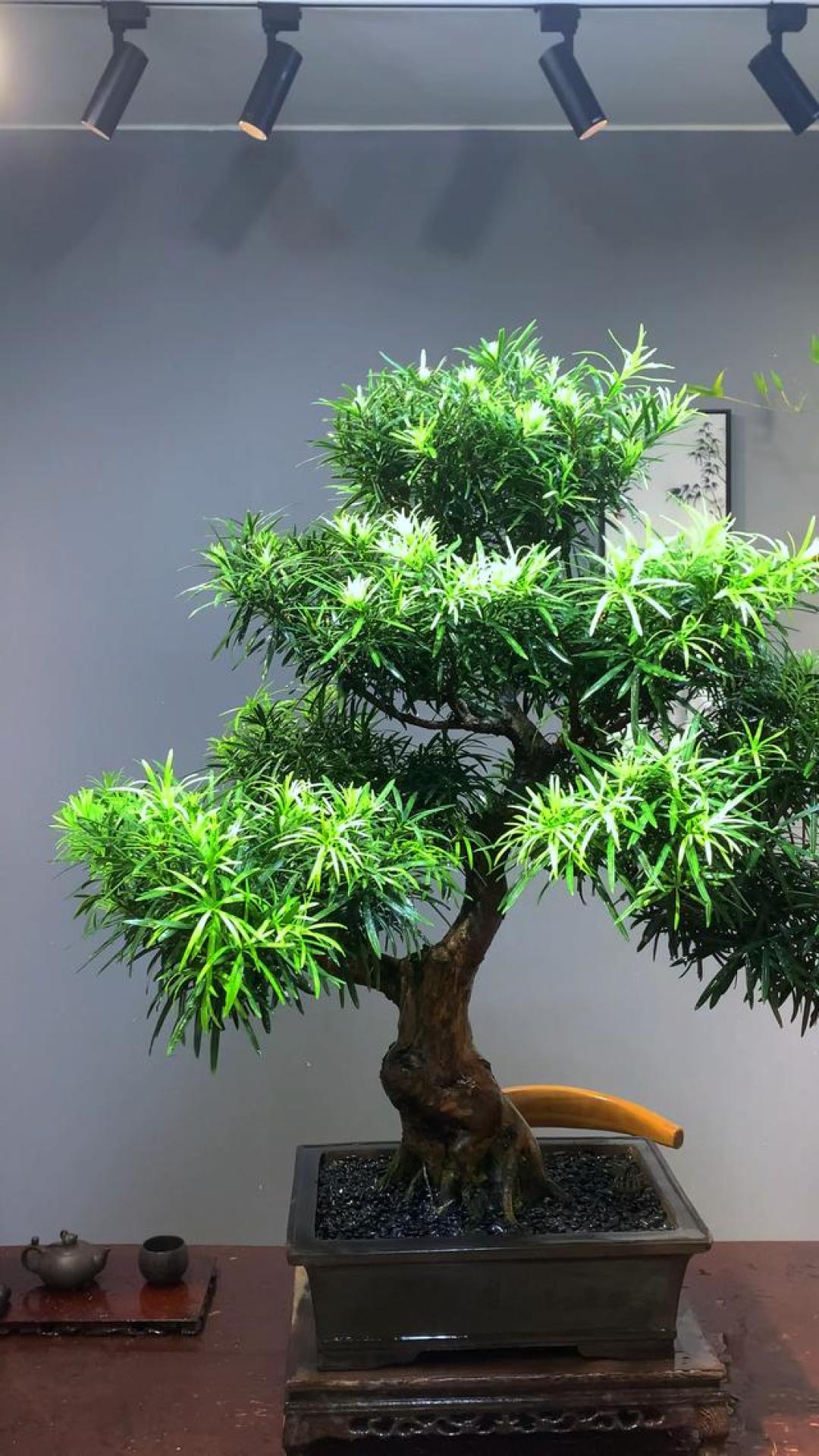5种“盆景花”，养人旺家，能活上百年，是家中的“镇宅宝”