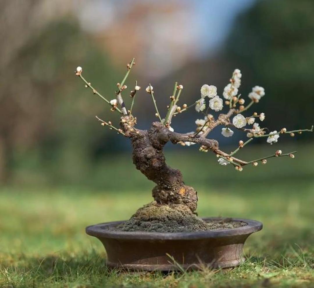 5种“盆景花”，养人旺家，能活上百年，是家中的“镇宅宝”