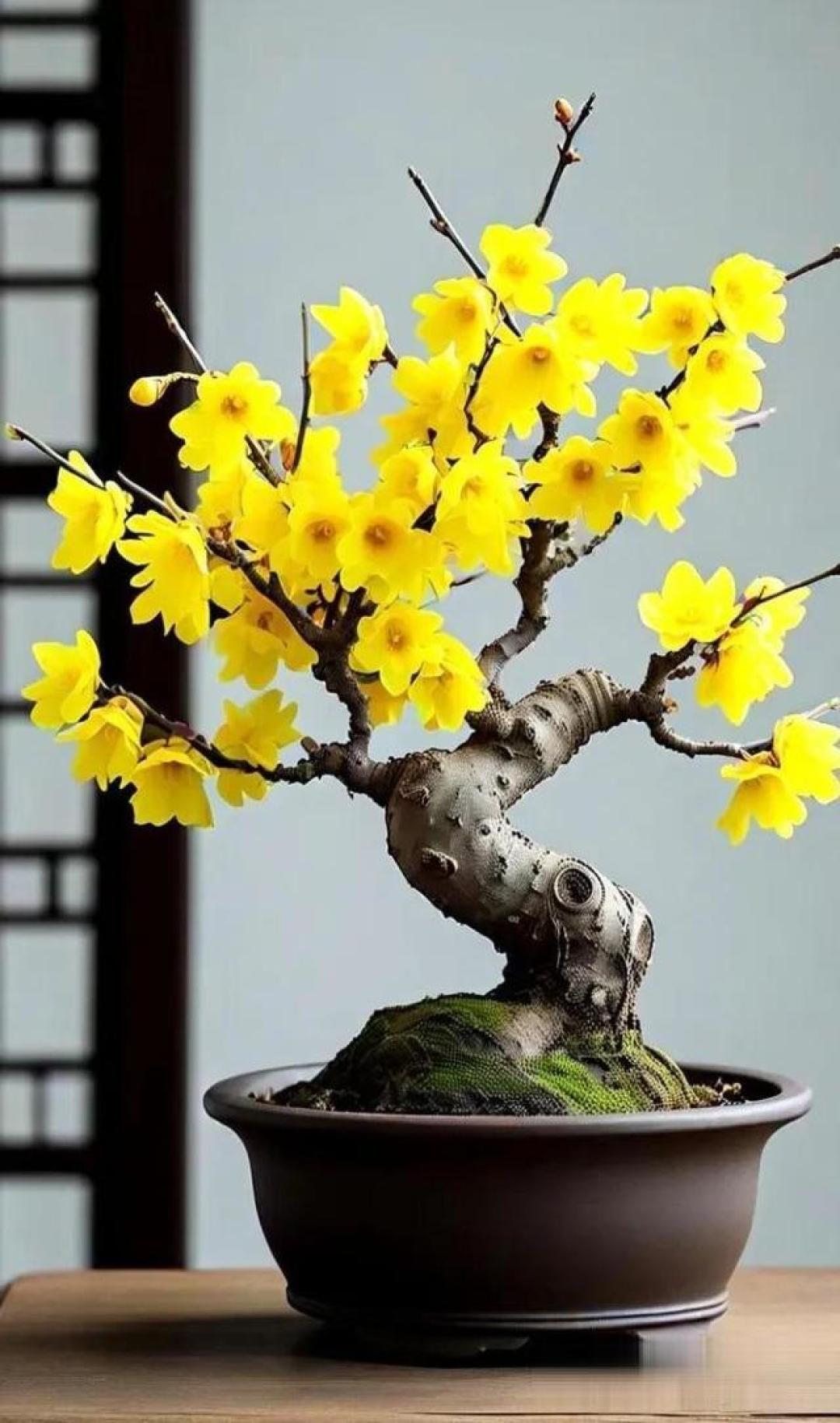5种“盆景花”，养人旺家，能活上百年，是家中的“镇宅宝”