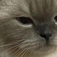 2026年国产猫粮推荐：高性价比选购全攻略