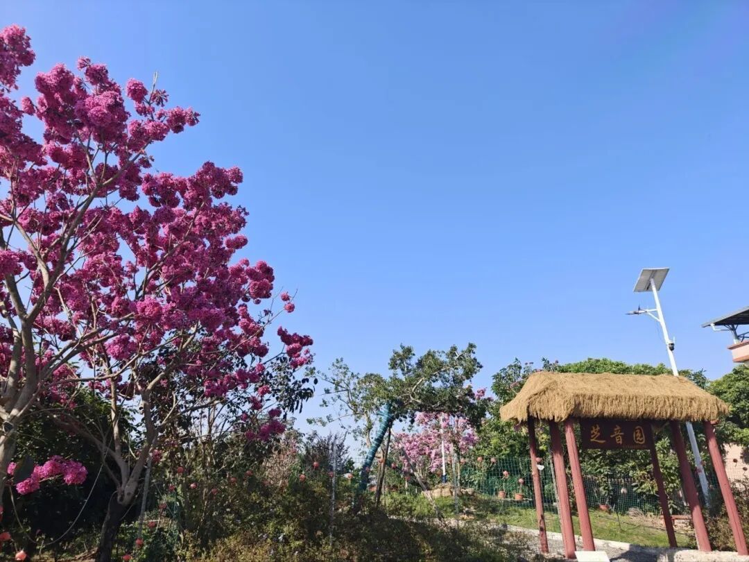 东胜村藏着一处宝藏营地!就地取材的田园美味+花海采摘,解锁乡野慢生活~