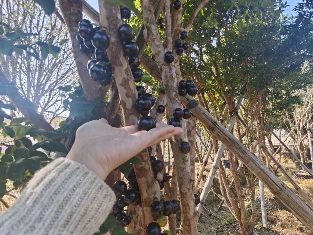 东胜村藏着一处宝藏营地!就地取材的田园美味+花海采摘,解锁乡野慢生活~