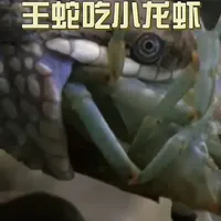 王蛇吃小龙虾 甲壳并非万能护盾。看王蛇如何精准锁定刚蜕壳的小龙虾，上演水下猎杀#神奇动物在抖音 #大王蛇生活习性 #水律蛇跟眼镜王蛇的区别