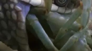 王蛇吃小龙虾 甲壳并非万能护盾。看王蛇如何精准锁定刚蜕壳的小龙虾，上演水下猎杀#神奇动物在抖音 #大王蛇生活习性 #水律蛇跟眼镜王蛇的区别