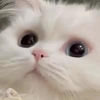 2026年国产猫粮推荐 全阶段适配选购指南