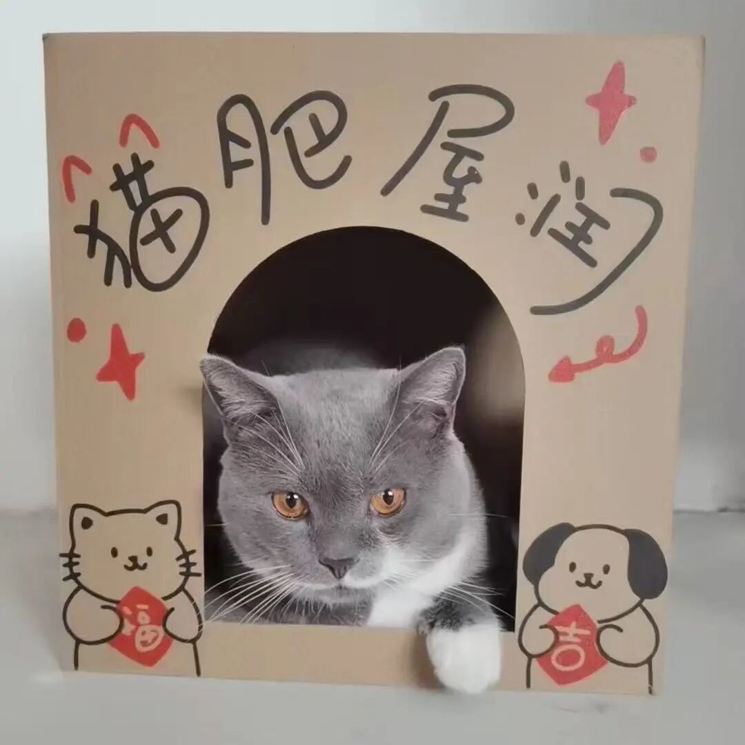 领养|憨憨:它在窗外等过,现在想在家里等你