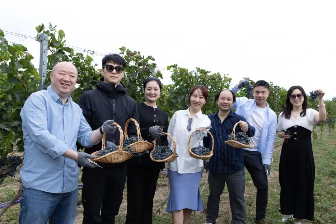 京北金秋,长城桑干酒庄升级“采酿嘉年华”