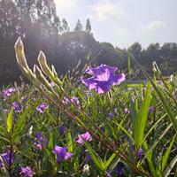 发售一天过去了，为什么还是锤小米“逆光之王是产品的设计目标”的小字，却没人锤小米逆光效果不好？