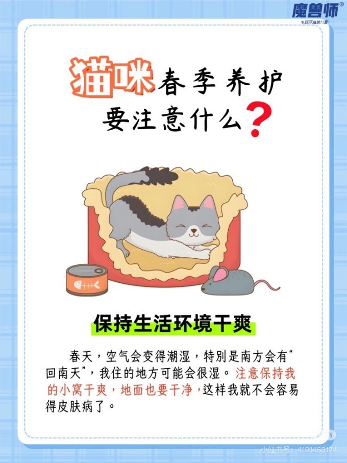 猫咪