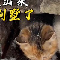 小姐姐的海岛小院里突現三只小奶猫，不仅好心收留她们还建了別墅
