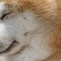 狗狗肥胖怎么办？适合胖狗狗的低脂优质狗粮精选！