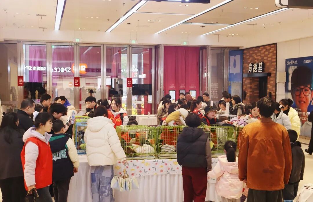 第175届南昌领养日总结 | 大雨抵不住爱意，10只小可爱有了家
