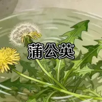 蒲公英
#蒲公英 #中医中药文化 #养生保健#滋补 #中医药文化