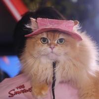 它经济爆发！2028年宠物消费或超4000亿，猫主子成增长引擎