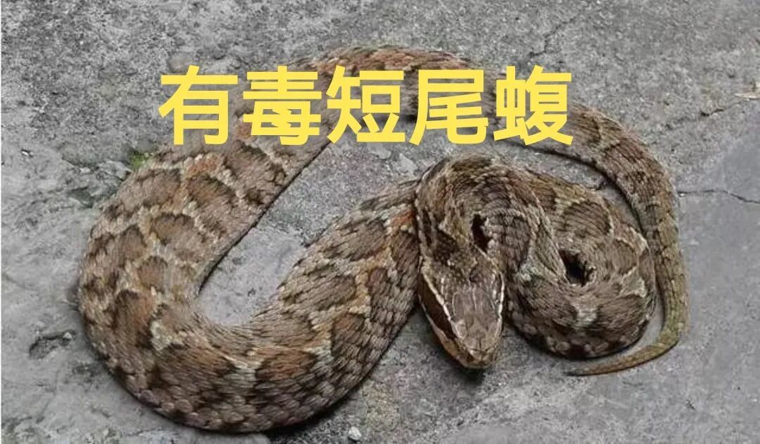 说说苏南苏北的蛇