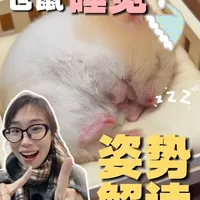 仓鼠睡觉姿势解读！#真实经验分享计划 #仓鼠 #仓鼠科普 #金丝熊 #金丝熊日常