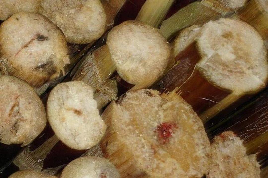 扔了可惜吃了害怕,水果烂了一小块到底还能不能吃?
