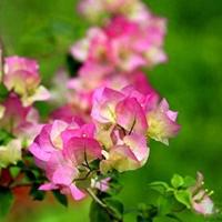 小盆栽高飘，花芽匆匆冒，创造三角梅喜爱开花的生长环境