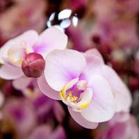 蝴蝶兰花后难养活？就因没做这3件事，做对了年年都开花