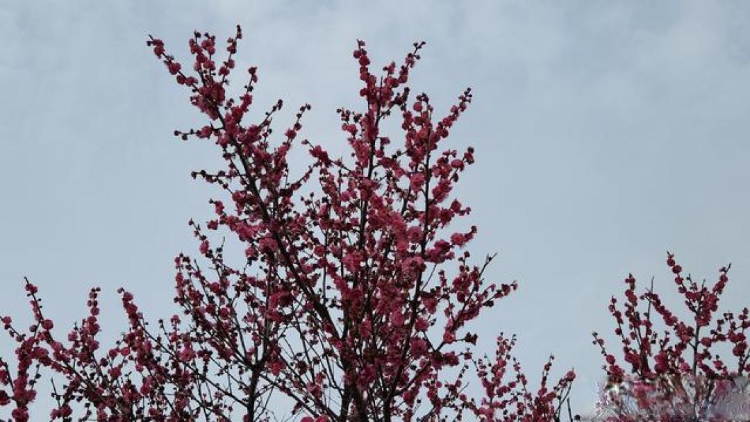 南京3-6月近20个景区免费玩,赏花逛园全安排,错过等一年