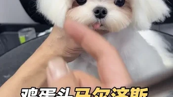 马尔济斯 鸡蛋头 修剪方式教程 #来自东北著名淘汰美容师 #马尔济斯鸡蛋头 #宠物美容师培训 #宠物美容师  #宠物美容师剪刀
