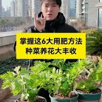 松土、生根、促长、开花、膨果、增甜 分别应该用什么有机肥？ 种菜不知道啥有机肥对应啥功效？今天手把手教你，松土生根促长，开花膨果增甜，按需用肥不踩坑，种啥都高产香甜～#种植小技巧 #在家种菜 #新农人计划2025