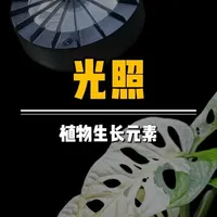 植物生长元素-光照#热植#热植养护#多彤植物补光灯 #补光灯#密叶猴耳环