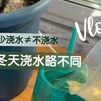 冬季浇水频率降低很多，不同状态的月季浇水方式仍然有差异