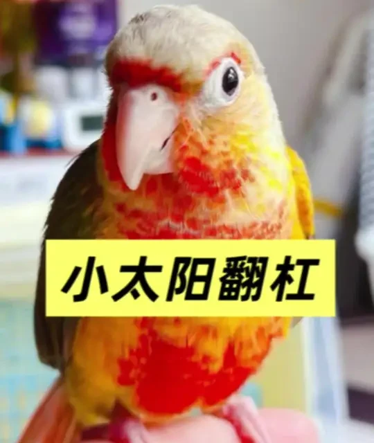 小太阳鹦鹉翻杠#原创视频 #鹦鹉 #手养鹦鹉