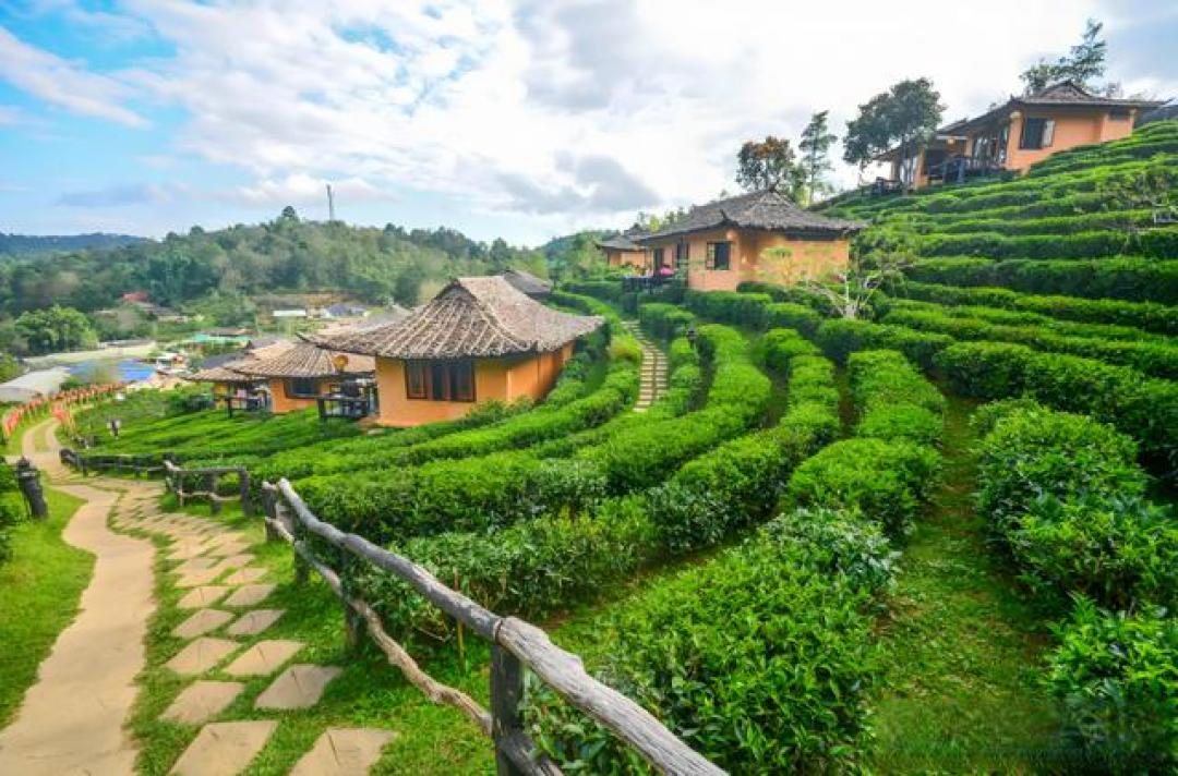 景迈山旅游攻略:千年古茶山,寻味普洱秘境!