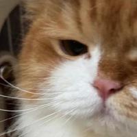 2026高口碑幼猫粮推荐 新手选粮不踩雷指南