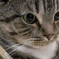 2026年优质幼猫粮推荐及选购指南