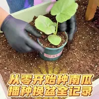 从零开始播种贝贝南瓜！ 发芽换盆过程全纪录！#阳台种菜 #种植小技巧 #自己种的纯天然的绿色蔬菜 #种菜 #记录我的种植生活
