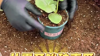 从零开始播种贝贝南瓜！ 发芽换盆过程全纪录！#阳台种菜 #种植小技巧 #自己种的纯天然的绿色蔬菜 #种菜 #记录我的种植生活