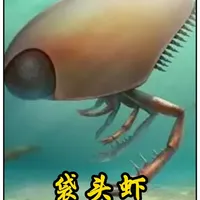 袋头虾：你见过眼睛这么大的虾吗？它竟然如此可怕？ #袋头虾 #科普 #古生物 #探索未知 #探索与发现