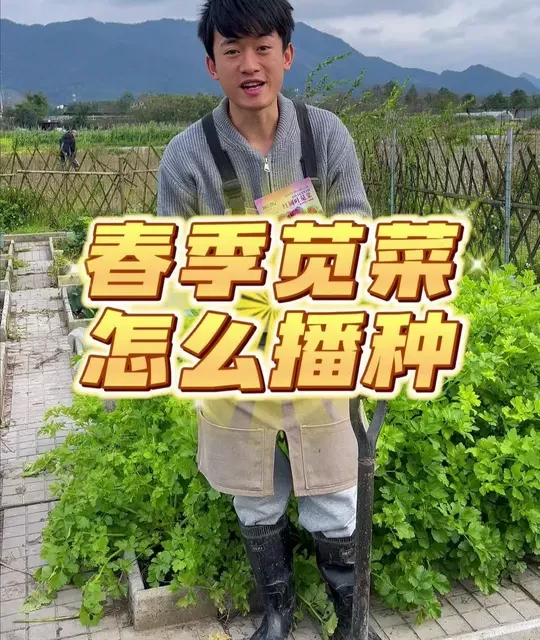春季苋菜怎么播种？ #种菜 #种植小技巧 #关注我一起学种菜 #苋菜 #自己种的纯天然的绿色蔬菜