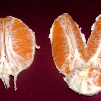 脐橙分“公母”，“母”脐橙更好吃？