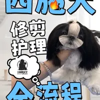 店铺最热的丝毛犬教程来喽#西施犬 #宠物美容培训