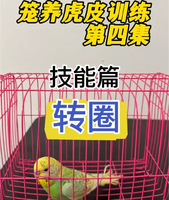 怕人怕手咬手笼养虎皮鹦鹉训练，第四集，简单易学的鹦鹉转圈教程 虎皮咬人咬手怕手怎么办？虎皮鹦鹉训练第四集，转圈教程，很有意思很好玩，简单易学的鹦鹉互动小技能，十分钟就能学会！看一下你家鸟宝多长时间学会的，期待大家来交作业！
#虎皮鹦鹉训练 #虎皮鹦鹉 #笼养鹦鹉变手养鹦鹉 #手养鹦鹉 #新手养鹦鹉